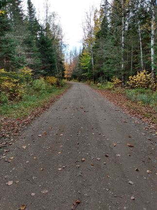 a country driveway with fall colored leaves
