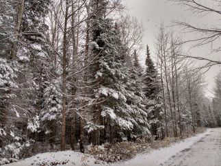  a snowy forest