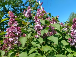 a lilac bush