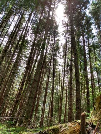 Sunshine through tall trees